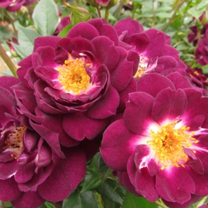 Rosa  Wekwibypur - bijela - ljubičasta - patuljasta ruža 